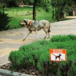 découvrez tout ce qu'il faut savoir sur la législation concernant les chiens : obligations, droits, règlementations en vigueur et conseils pour les propriétaires responsables.