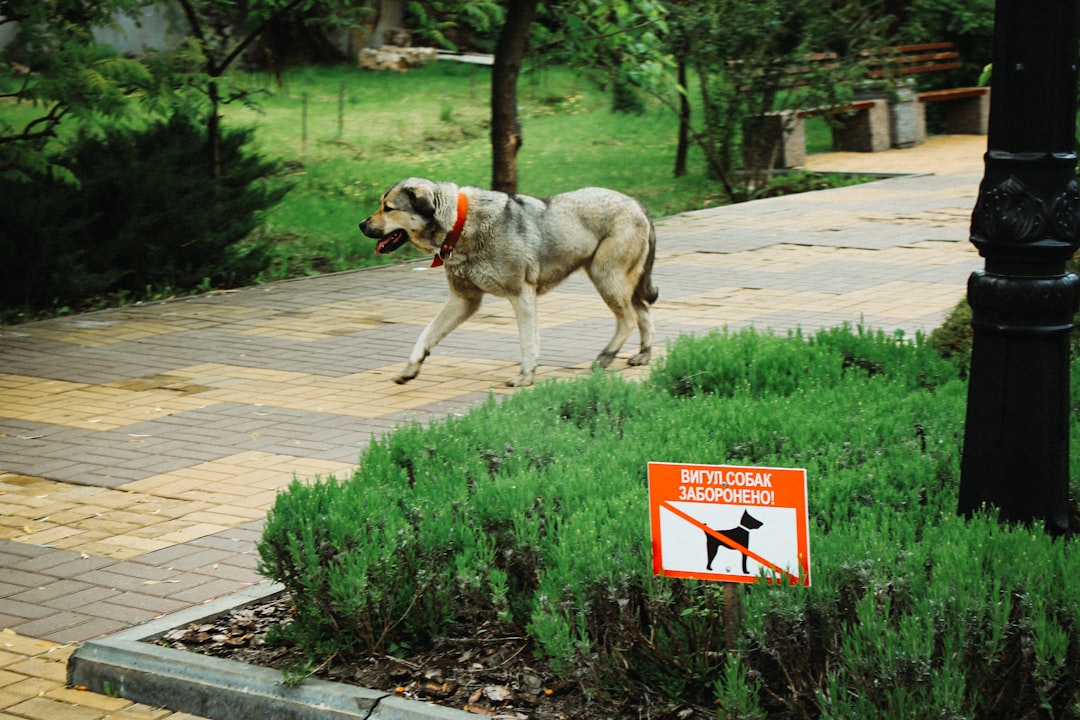 découvrez tout ce qu'il faut savoir sur la législation concernant les chiens : obligations, droits, règlementations en vigueur et conseils pour les propriétaires responsables.