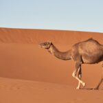 découvrez le sahara, le plus vaste désert chaud du monde, célèbre pour ses paysages spectaculaires, ses dunes majestueuses et sa richesse culturelle. explorez son histoire fascinante, sa faune unique et ses traditions ancestrales.