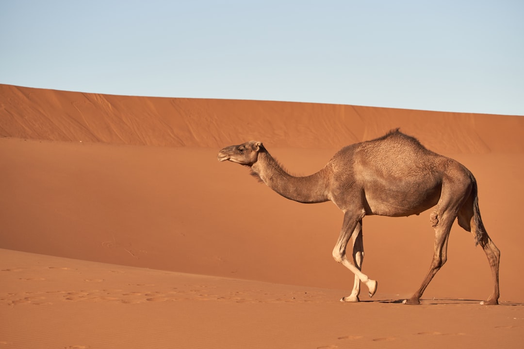 découvrez le sahara, le plus vaste désert chaud du monde, célèbre pour ses paysages spectaculaires, ses dunes majestueuses et sa richesse culturelle. explorez son histoire fascinante, sa faune unique et ses traditions ancestrales.