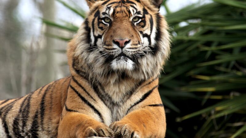 La loi proposée contre les chiens dangereux est-elle disproportionnée