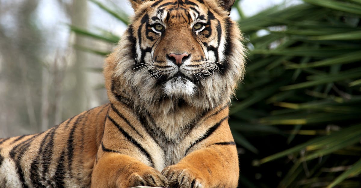 La loi proposée contre les chiens dangereux est-elle disproportionnée