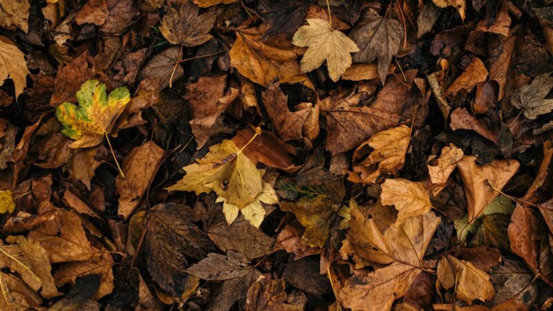 Pourquoi la transition écologique représente un enjeu économique majeur