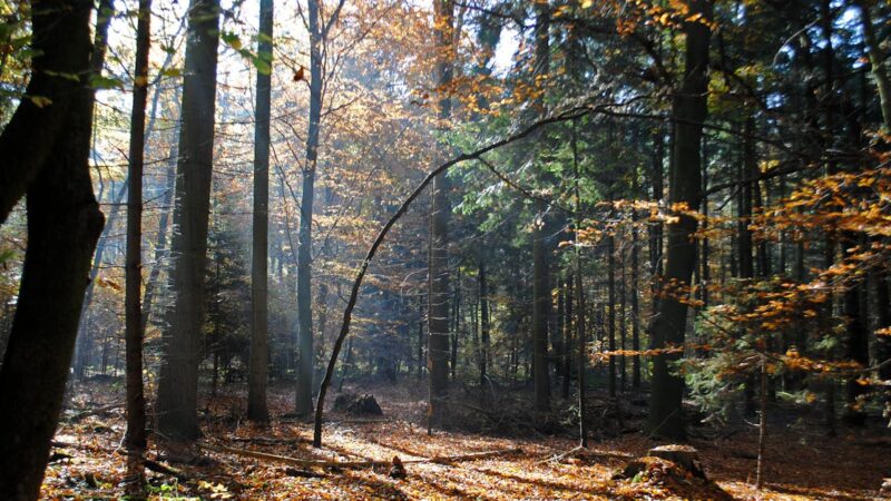 Partis c’est parti pour la gauche verte : quelles perspectives pour 2025