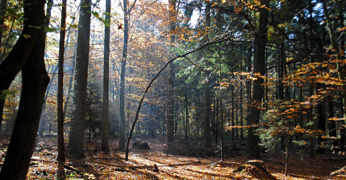 Partis c’est parti pour la gauche verte : quelles perspectives pour 2025